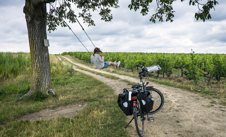 vignobles de Saumur