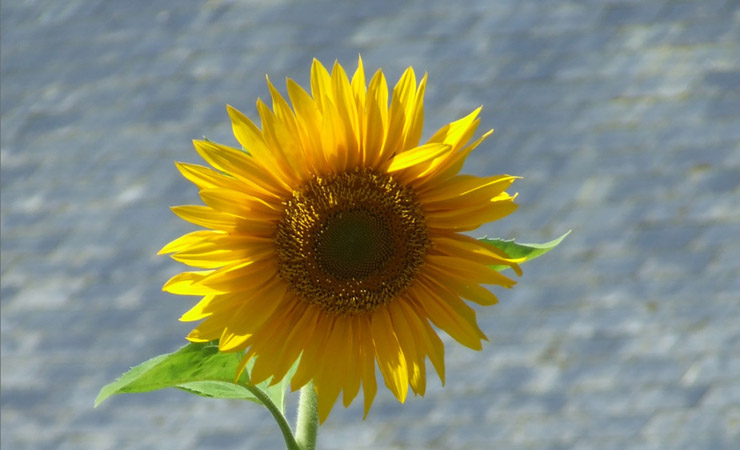 tournesol