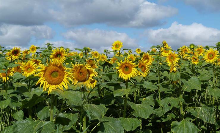 Champs de tournesols