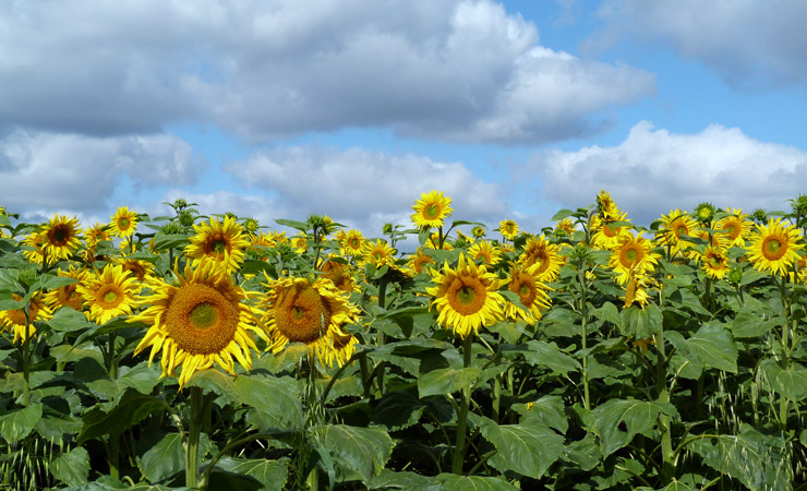 champs de tournesol