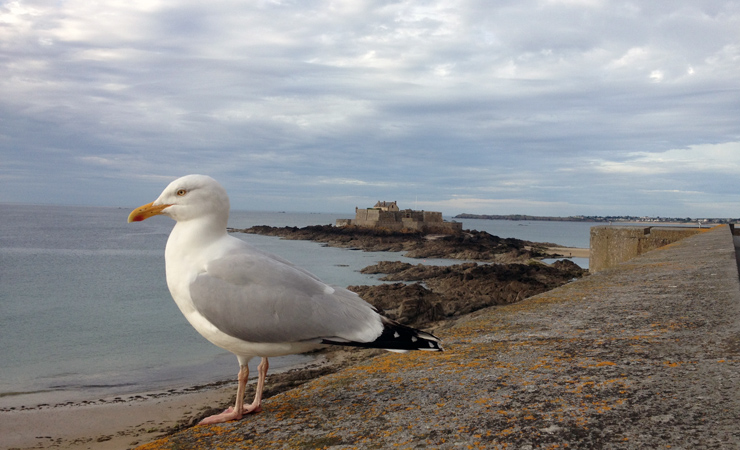 mouette de Saint Malo