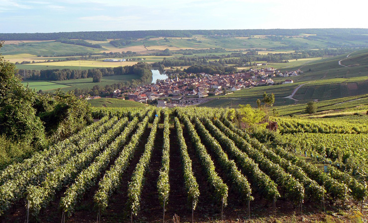 Vignobles de Champagne