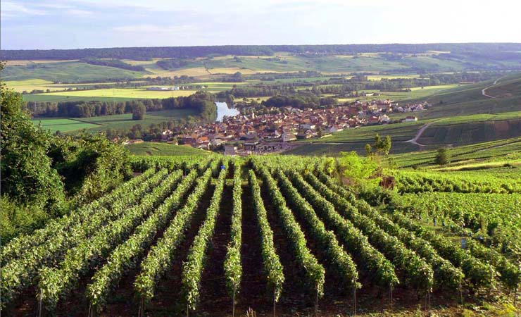 La Marne et ses vignobles