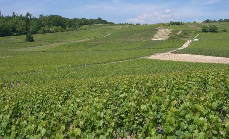 vignobles de Champagne