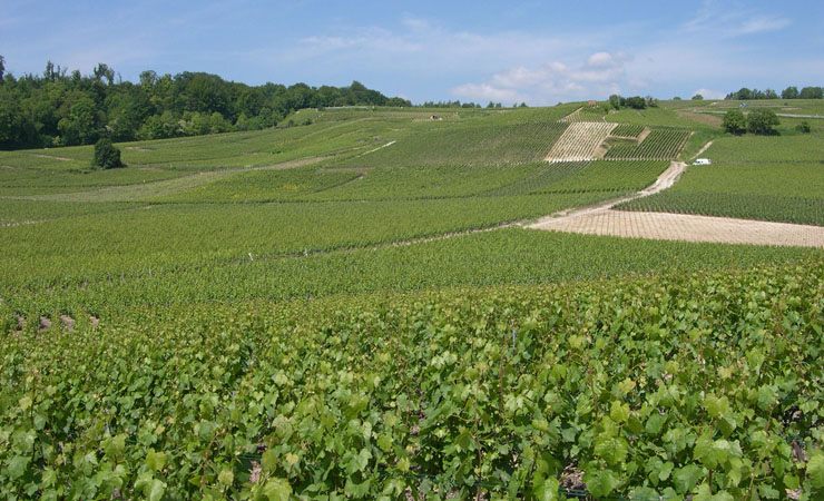 Vignobles de Champagne