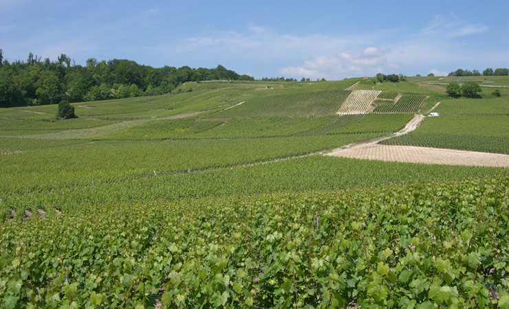 vignobles de Champagne