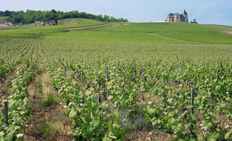 vignobles de Champagne