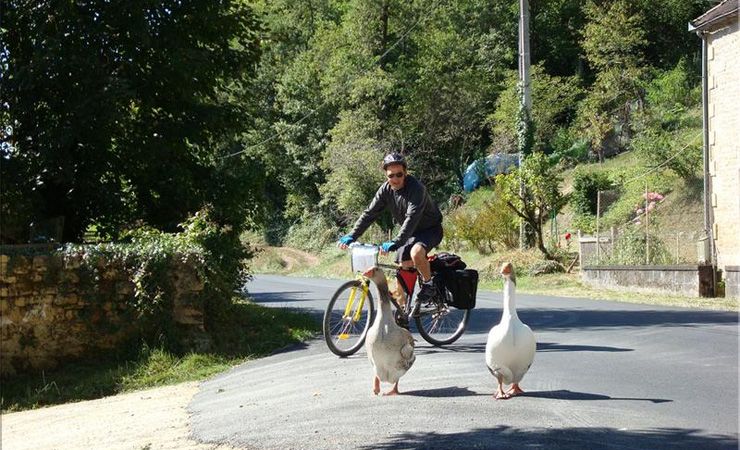 balade avec les oies