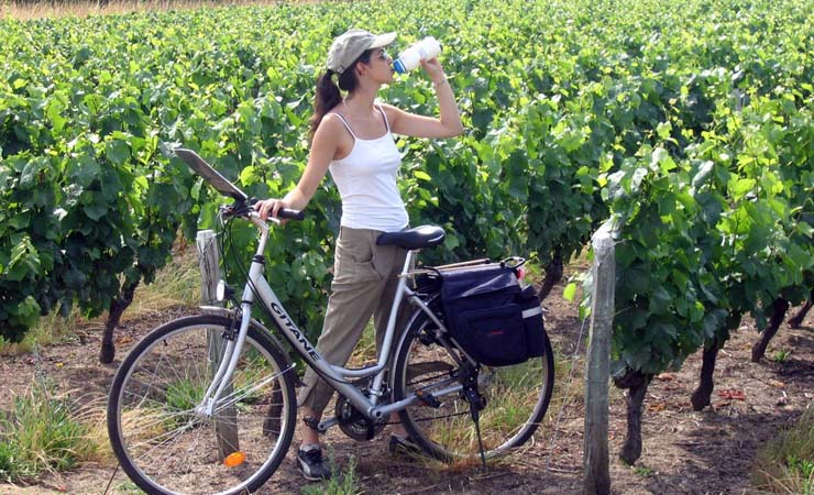 vignobles de Bourgogne