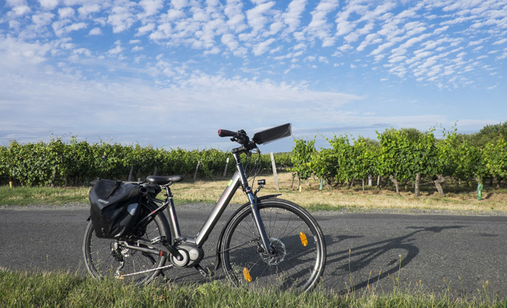 vignobles de Cheverny