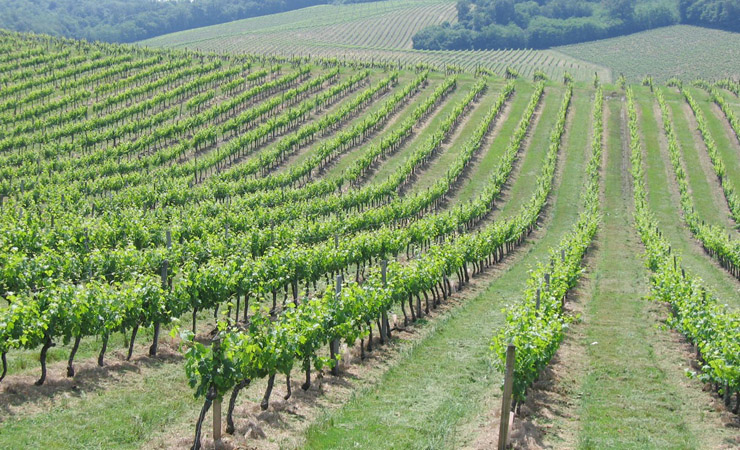 Bordeaux vignobles