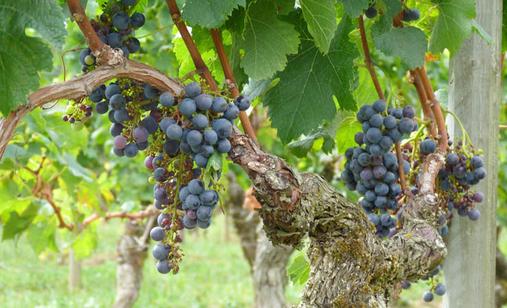 vignobles de Bordeaux