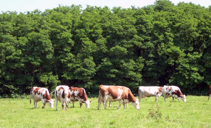 Campagne bourguignonne