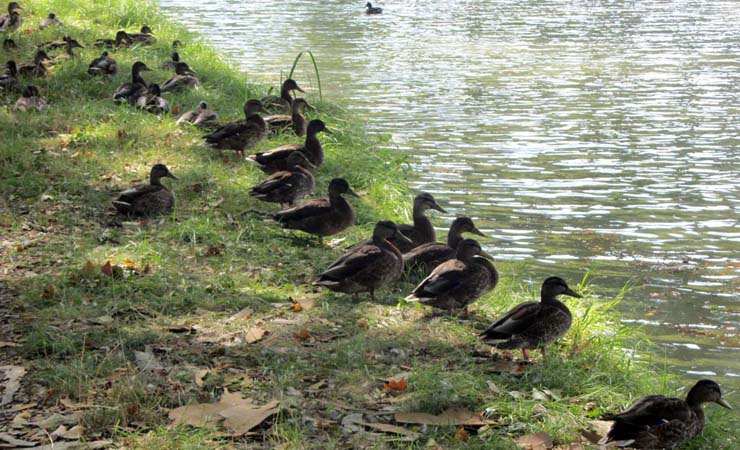 canards au bords du Canal