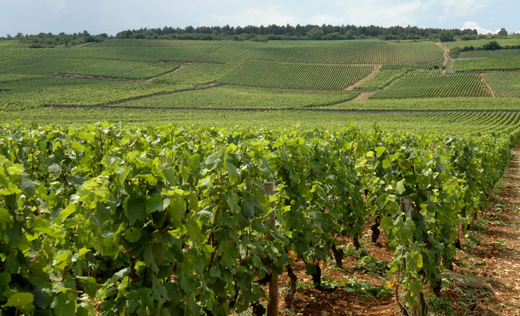 Vignoble de la Romanée Conti