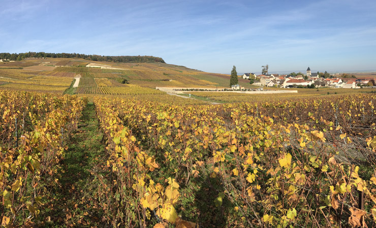 Vignobles de Champagne