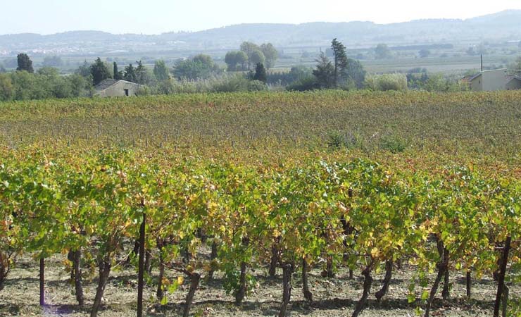 vignobles du Canal du Midi