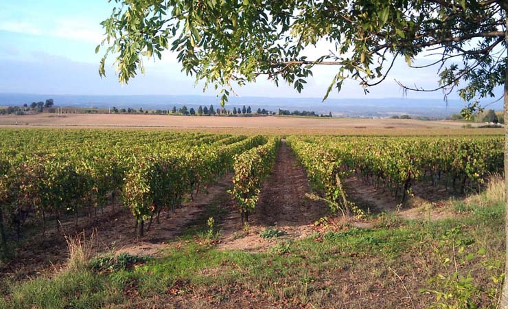 vignobles du Canal du Midi