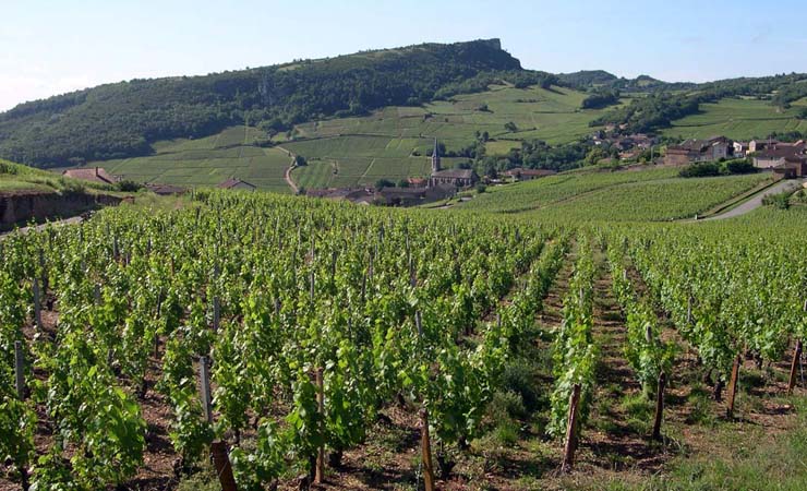 Vignobles en Bourgogne du Sud