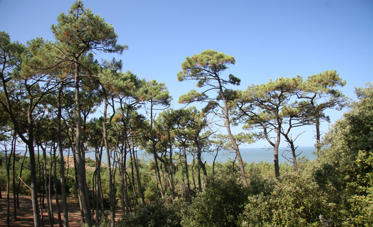 Forêt de St Brévin