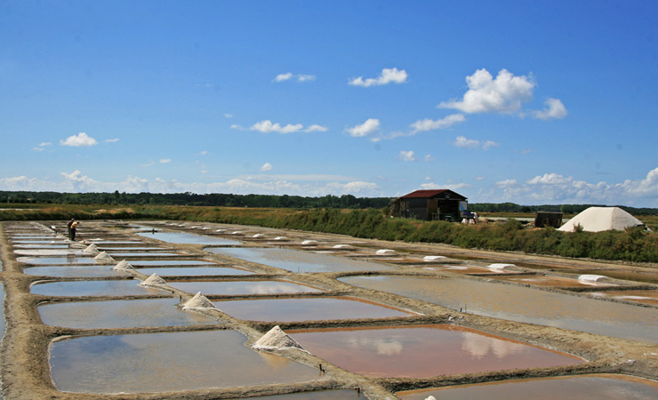 Marais Salants