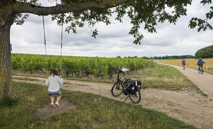 vignobles de Saumur Champigny