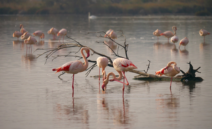 Camargue - flamands rose