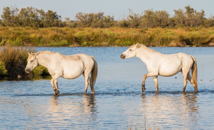 chevaux de camargue