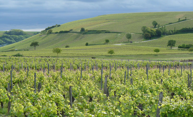 vignobles de Sancerre