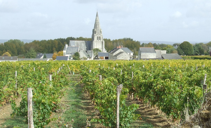 vignobles de Saumur Champigny