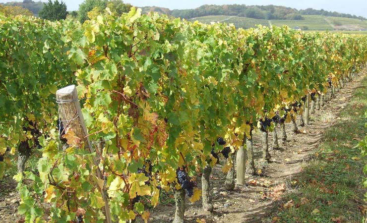 vignobles de Saumur Champigny