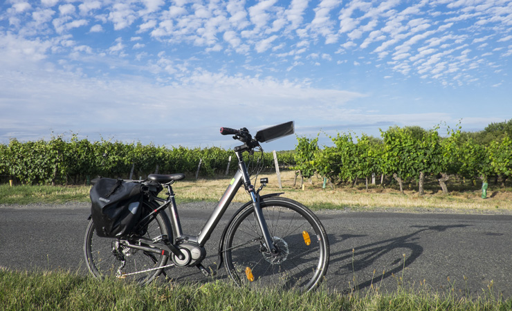 vignobles de Touraine