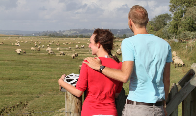 moutons des prés salés