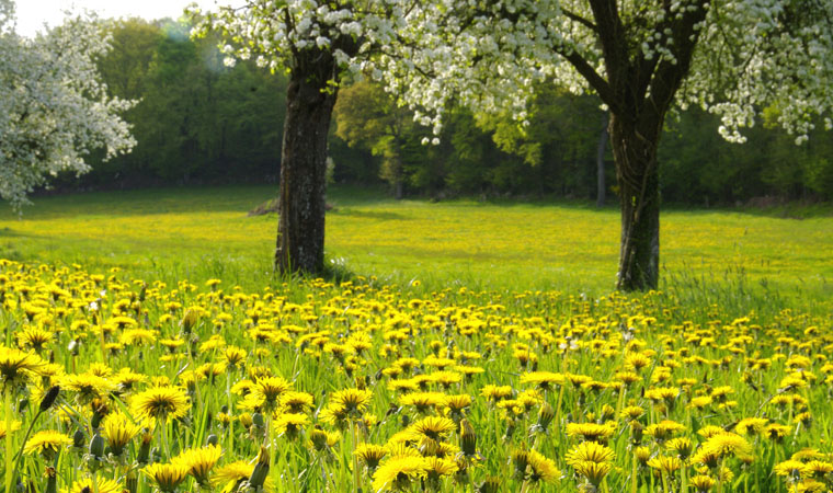 champs de poiriers