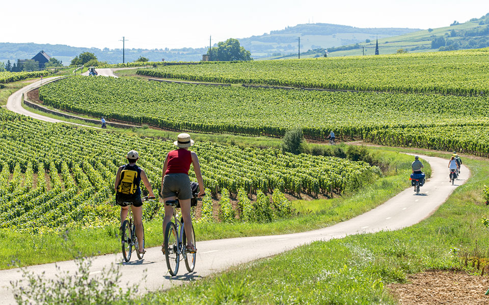 Véloroute dans les vignes