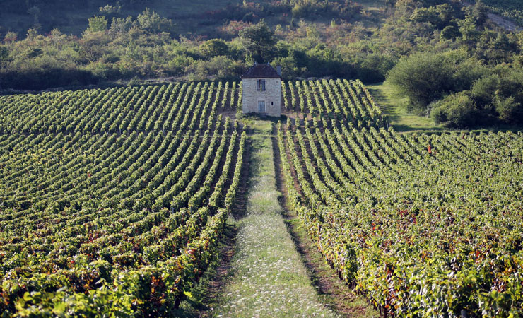 vignes de la Côte Chalonnaise