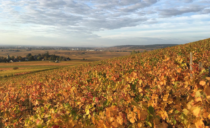 Vignes d'Aloxe Corton