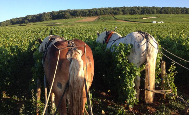 Vignes et Chevaux de trait - Aloxe-Corton