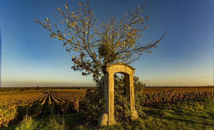 couché de soleil sur les vignobles