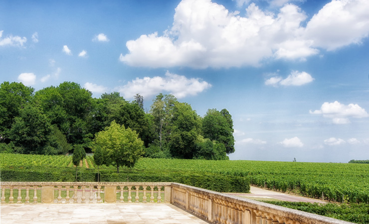 vue sur le vignoble