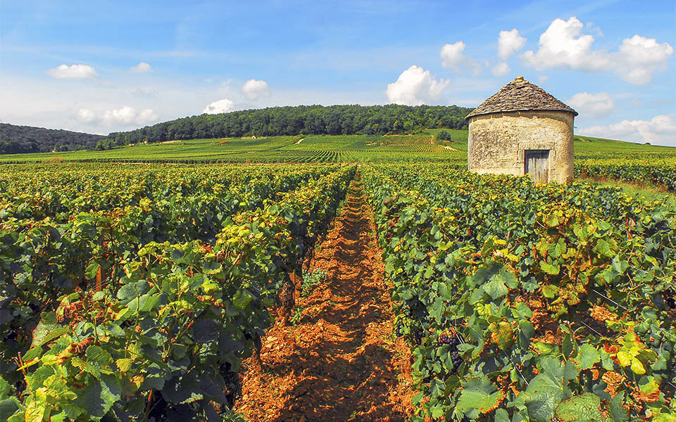 Côte de Beaune