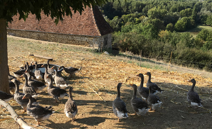 élevage de canards et d'oies