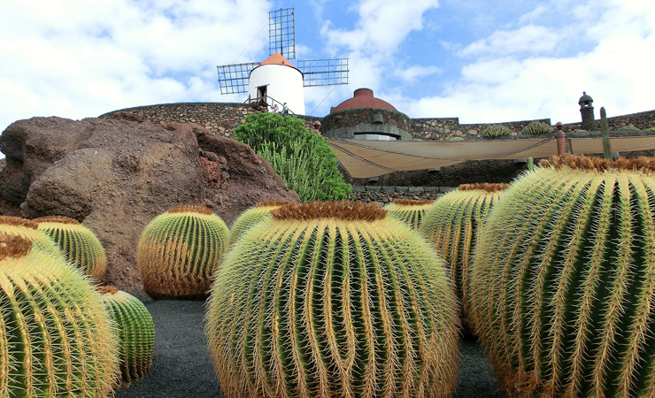 champs de cactus