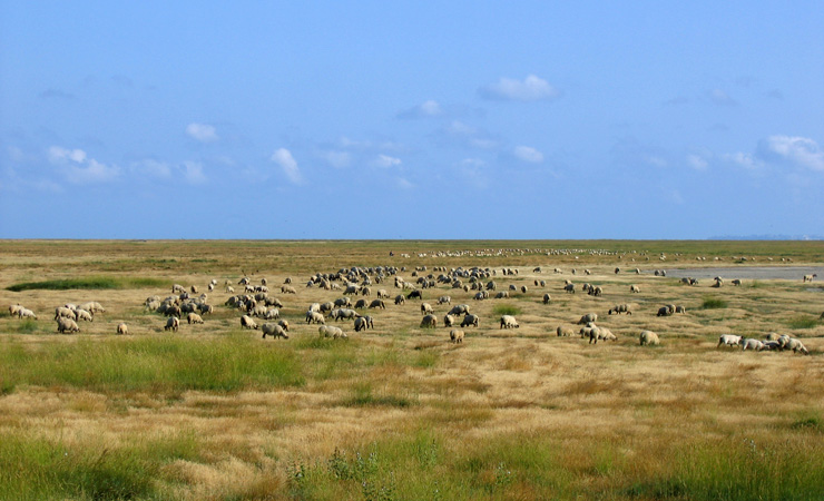 moutons des prés salés