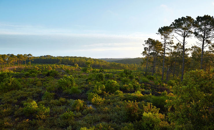 Maubuisson - foret et lac