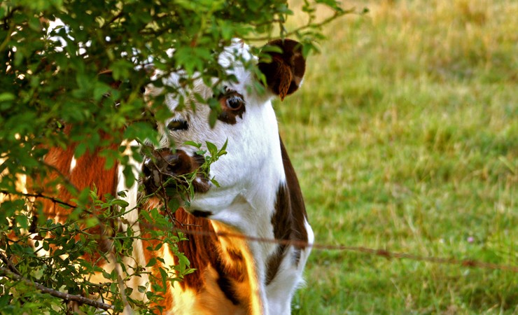 Vache Normande
