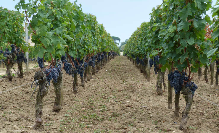 vignobles de Margaux