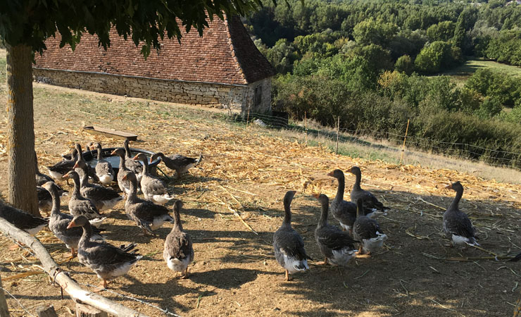 élevage de canards & oies