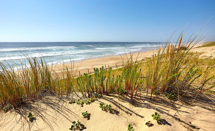 Plage, dunes landaises