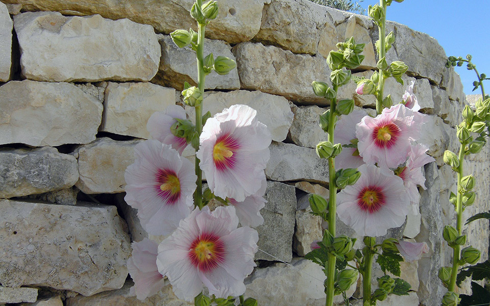 Rose trémière - Ile-de-Ré